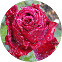 Lisa Ylvisaker profile picture